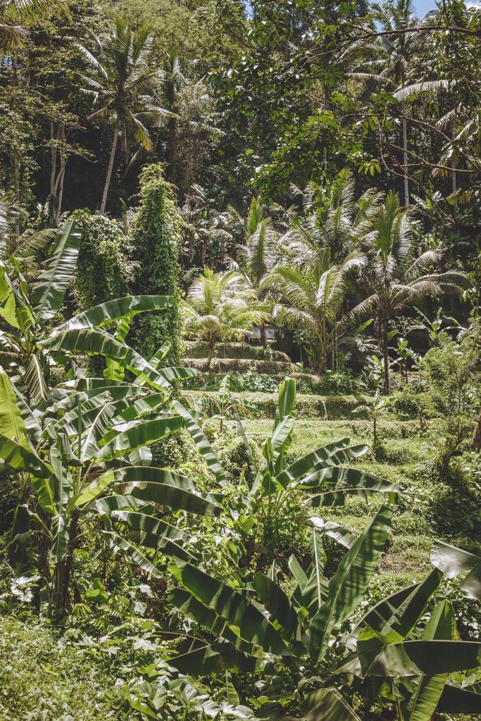 malerischer Blick auf Plantagen, verschiedene Bäume und Pflanzen mit grünem Laub, bali, Indonesien - Foto, Bild