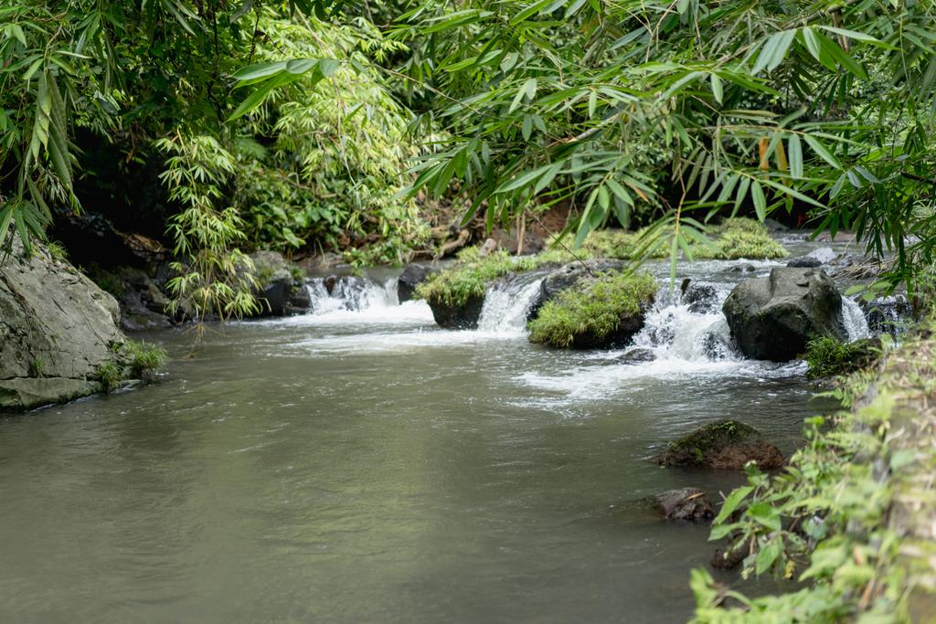 красиві мальовничий вид на річку, дерева із зеленими листям і каміння, Балі, Індонезія - Фото, зображення