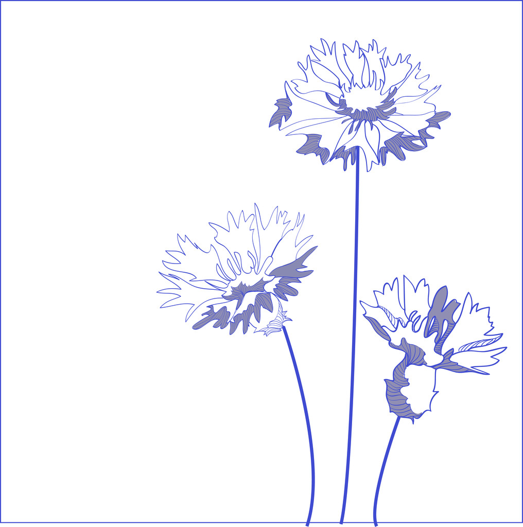 Blue cornflower (Centaurea cyanus) - vector illustration - Vector, Image