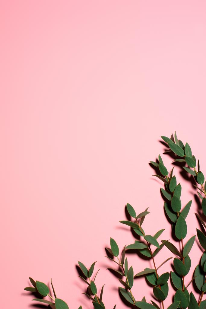 Κάτοψη των υποκαταστημάτων με πράσινα φύλλα σε ροζ επιφάνεια - Φωτογραφία, εικόνα