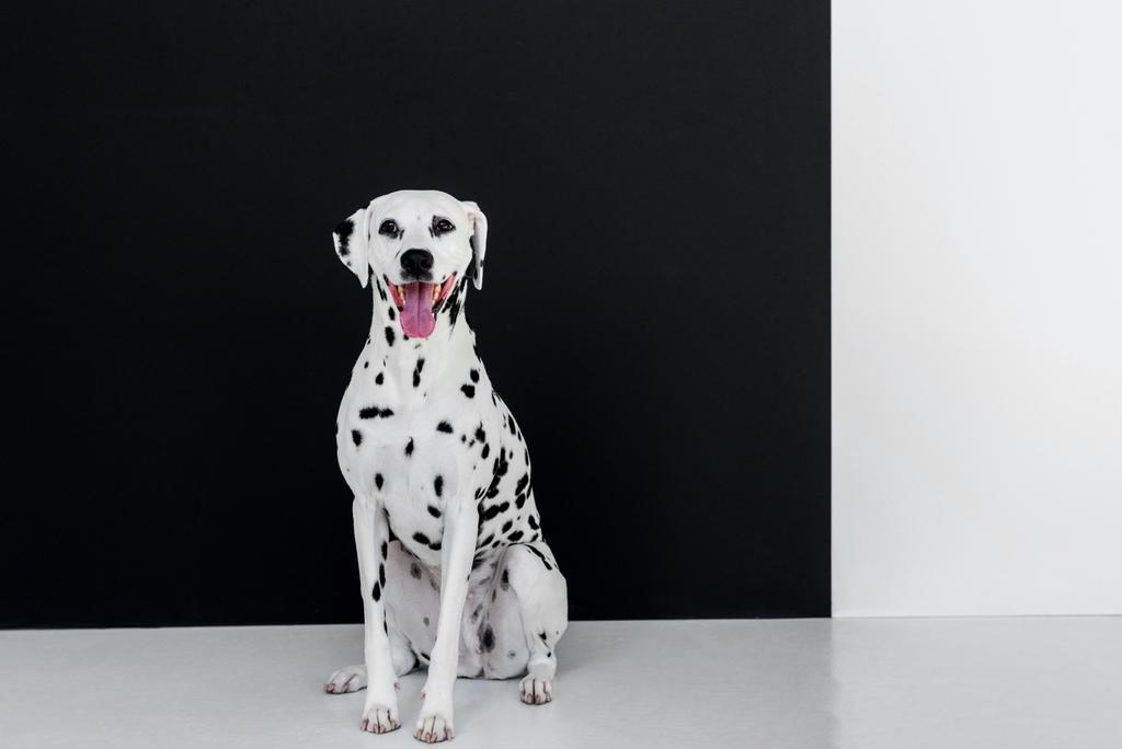 ein süßer dalmatinischer Hund sitzt in der Nähe einer schwarz-weißen Wand mit offenem Maul - Foto, Bild