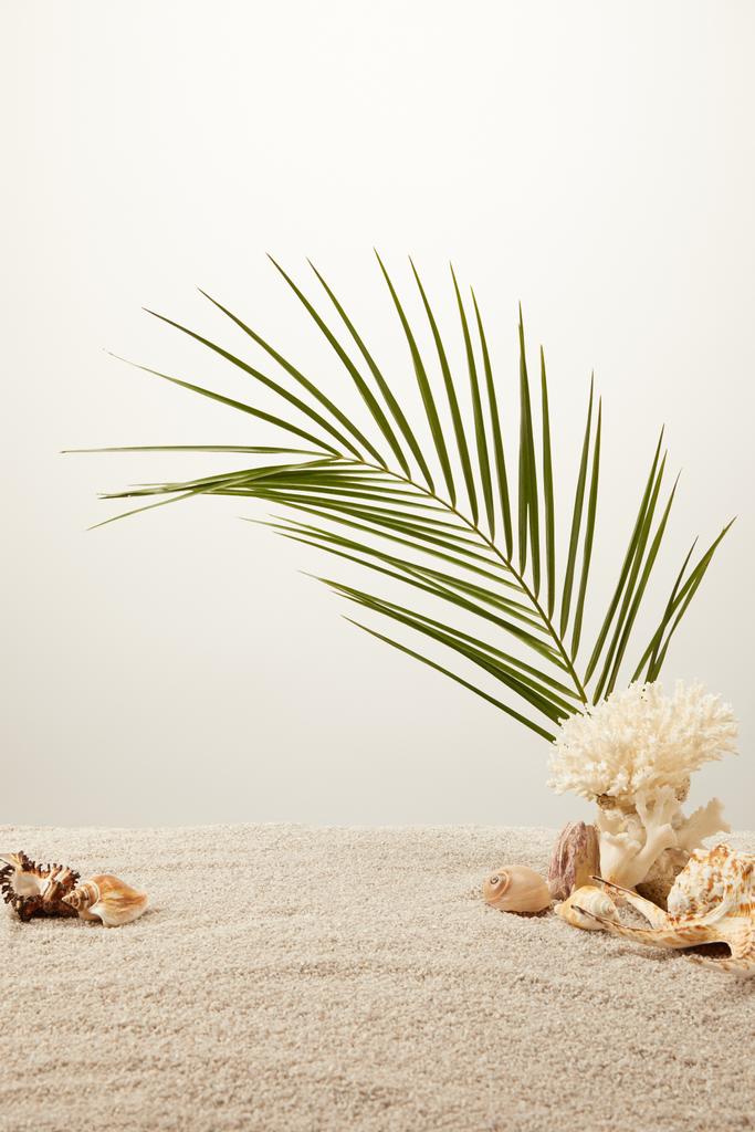 close up view of arranged green palm leaf, coral and seashells on sand on grey background - Photo, Image