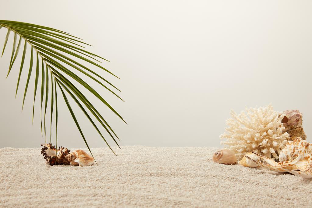 close up view of arranged green palm leaf, coral and seashells on sand on grey background - Photo, Image