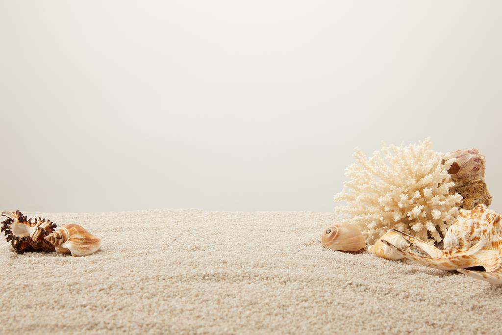 vista ravvicinata di corallo e conchiglie disposte su sabbia su sfondo grigio
 - Foto, immagini