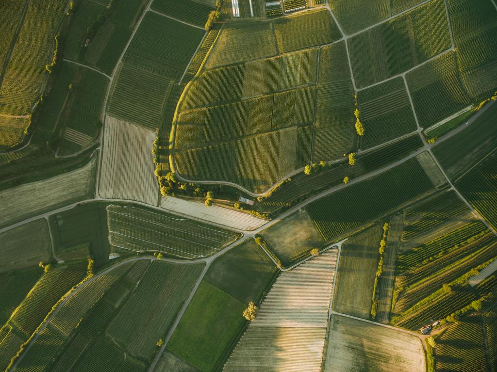 campos agrícolas
 - Foto, Imagen