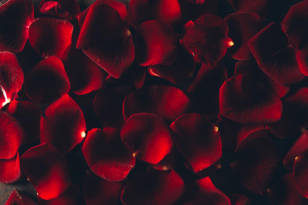 Beautiful Red Rose Petals Floral Background Free Stock Photo and Image