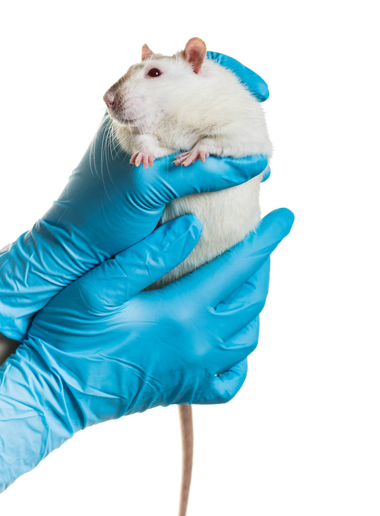 Medikal Ürünler ellerinde bir sıçan tutun  - Fotoğraf, Görsel