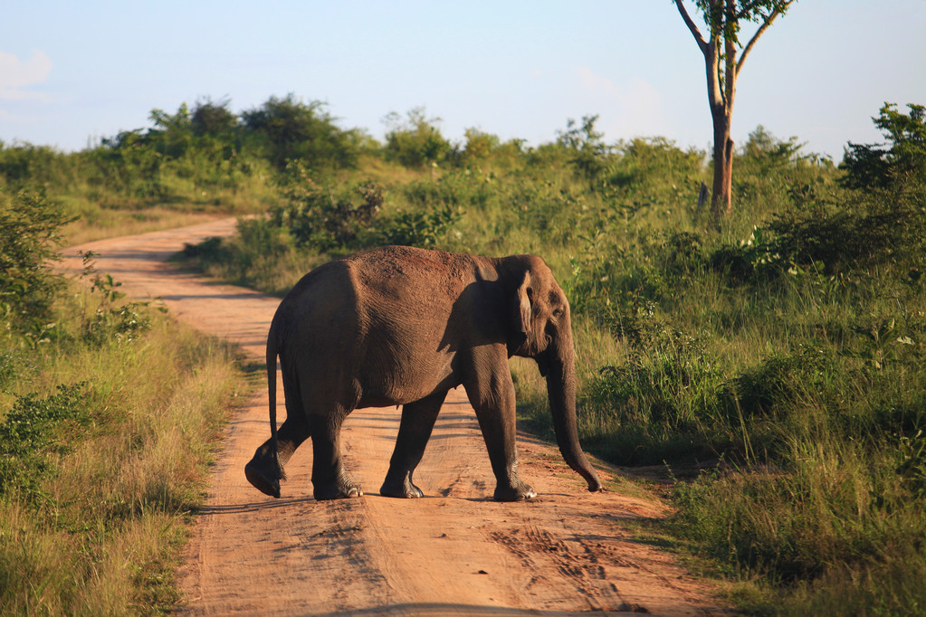 Éléphant indien traversant la route dans le parc national Udavalave, Sri Lank
 - Photo, image