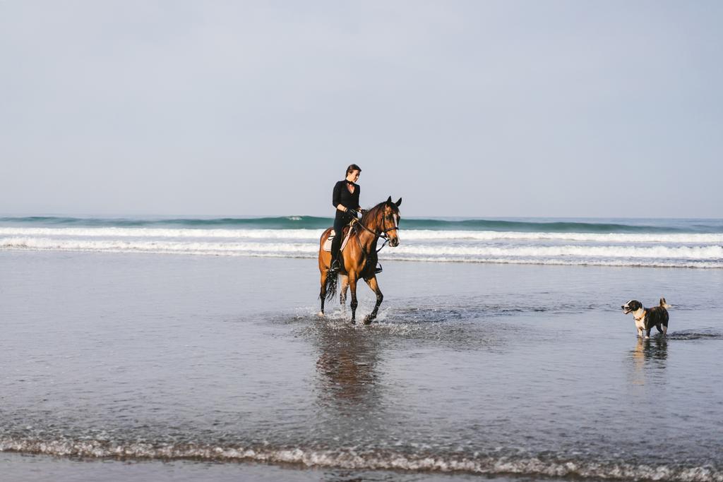 dog and young woman riding horse on beach near ocean - Photo, Image
