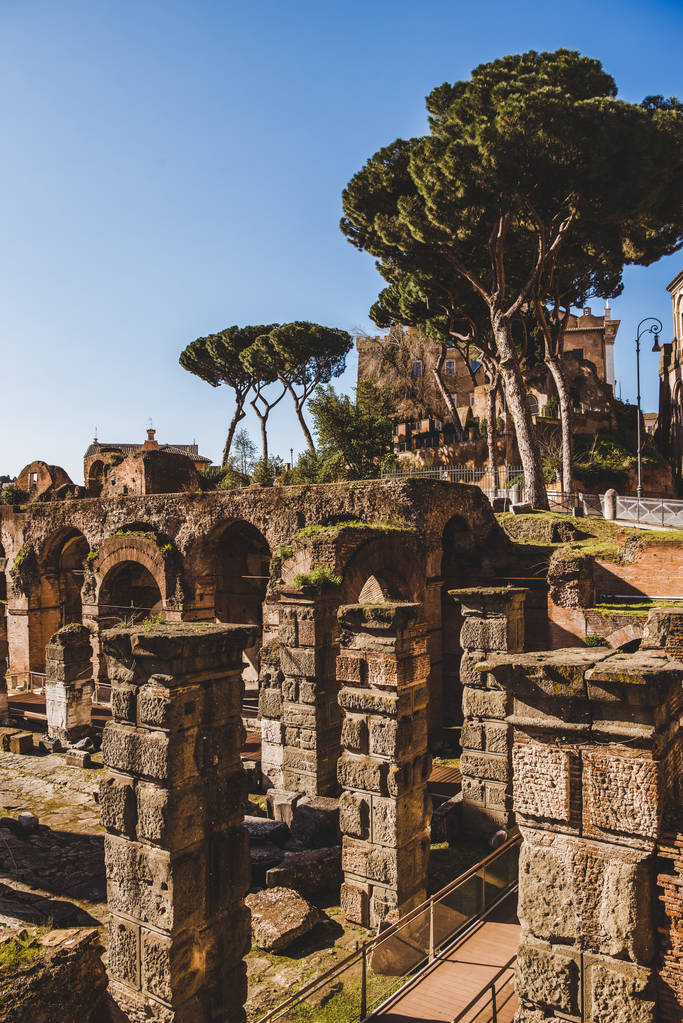 Исторические руины и деревья Римского форума в Риме, Италия
 - Фото, изображение
