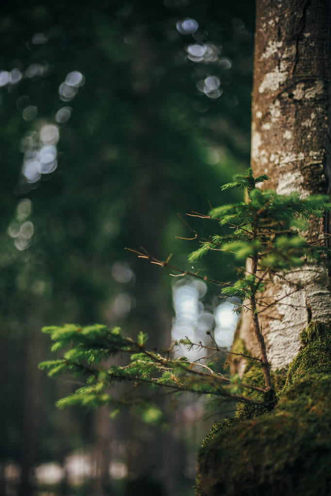 красивые деревья с мхом на коре в лесу. Деревянный стебель с маленькими сосновыми ветвями в солнечном лесу. защита окружающей среды. свежая красота, обои для природы. Флора в горах
 - Фото, изображение