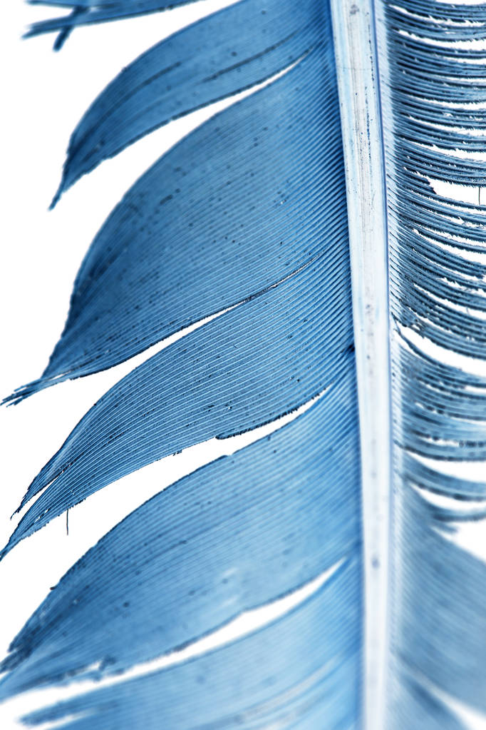 pluma azul sobre un fondo blanco - Foto, imagen
