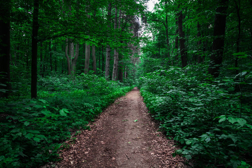 krásné zelené lesní přírodní scénický výhled  - Fotografie, Obrázek