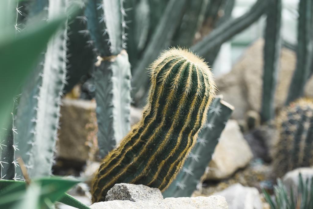 Close up van groene cactussen in tropische tuin - Foto, afbeelding
