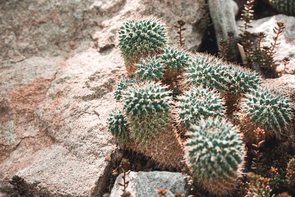 wysoki kąt widzenia kaktusy w kwiatowy ogród tropikalny - Zdjęcie, obraz
