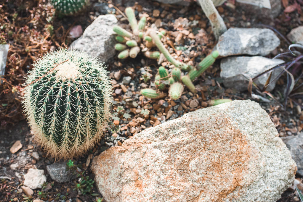 hoge hoekmening van cactussen en steen in tropische tuin - Foto, afbeelding