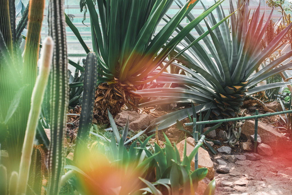 vetplanten en cactussen in tropische tuin met lens flare - Foto, afbeelding