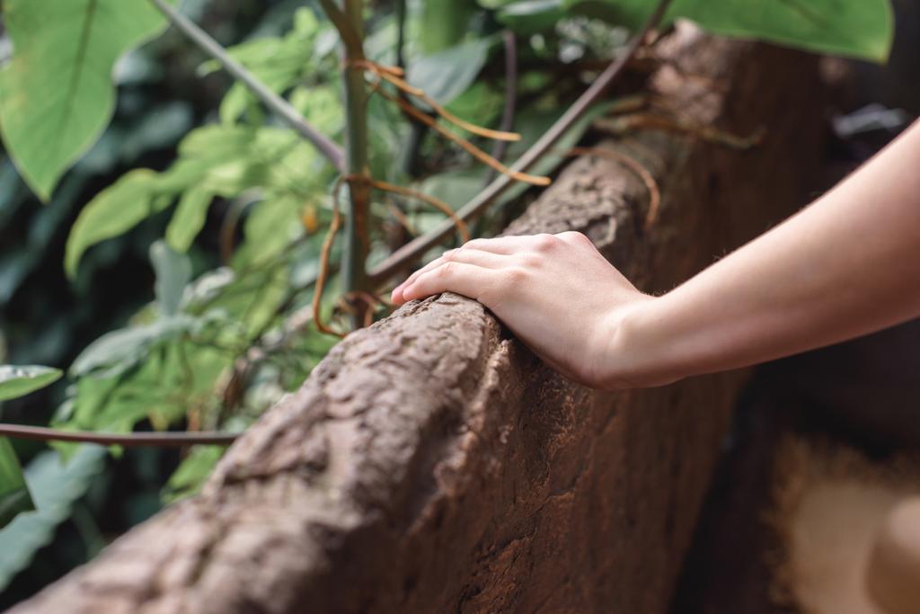 vista recortada de la mano femenina en el jardín tropical
 - Foto, Imagen