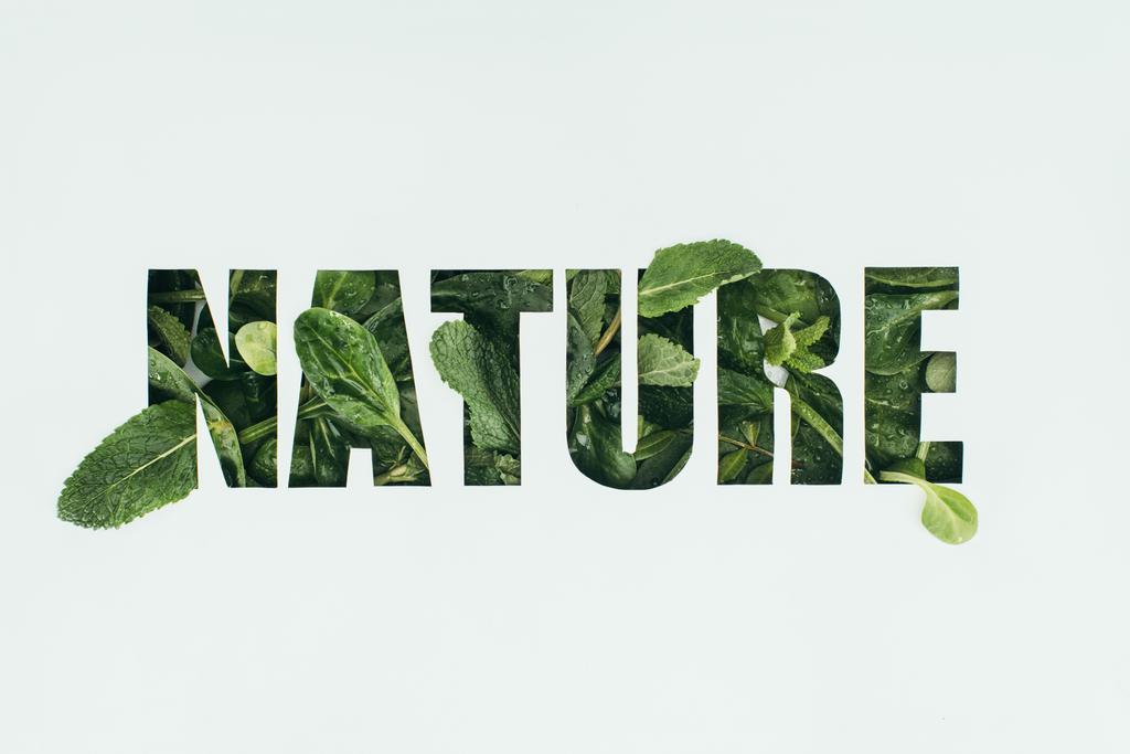 λέξη φύση φτιαγμένα από φρέσκα πράσινα φύλλα απομονωμένες σε γκρι - Φωτογραφία, εικόνα