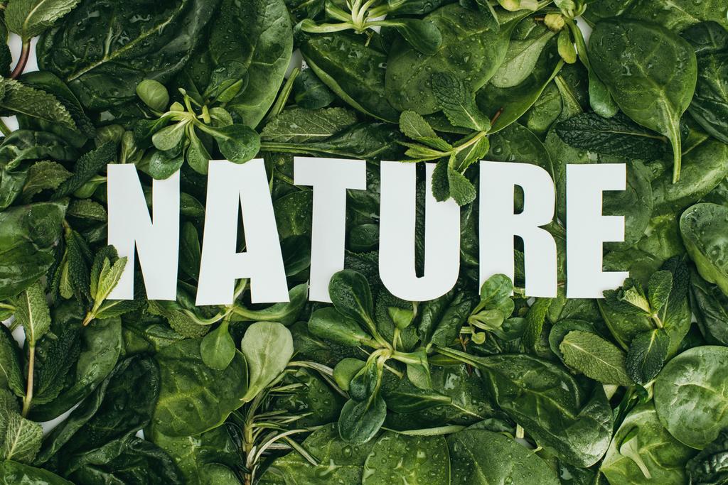 вид зверху на красиве свіже зелене листя з краплями води та природою написів
 - Фото, зображення