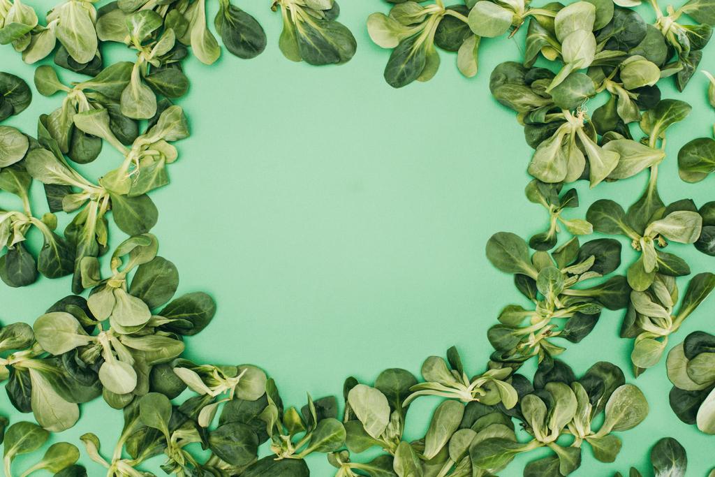 vista superior de belas folhas verdes frescas e espaço de cópia no verde
 - Foto, Imagem