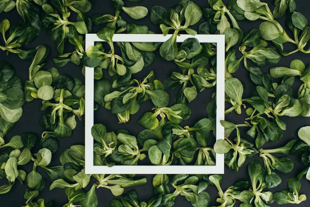 vista superior de marco cuadrado blanco y hermosas hojas verdes frescas
  - Foto, imagen