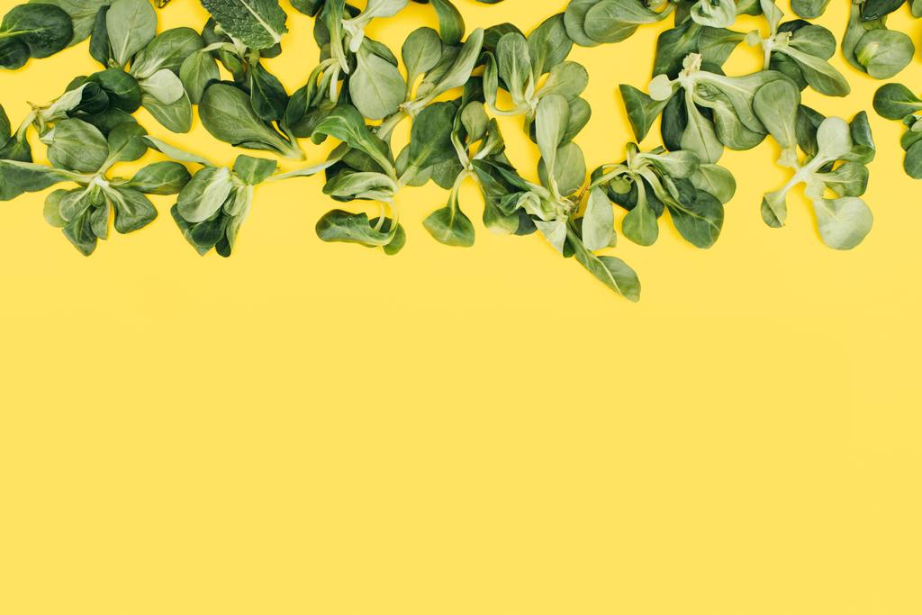 hermosas hojas verdes frescas aisladas sobre fondo amarillo
 - Foto, imagen