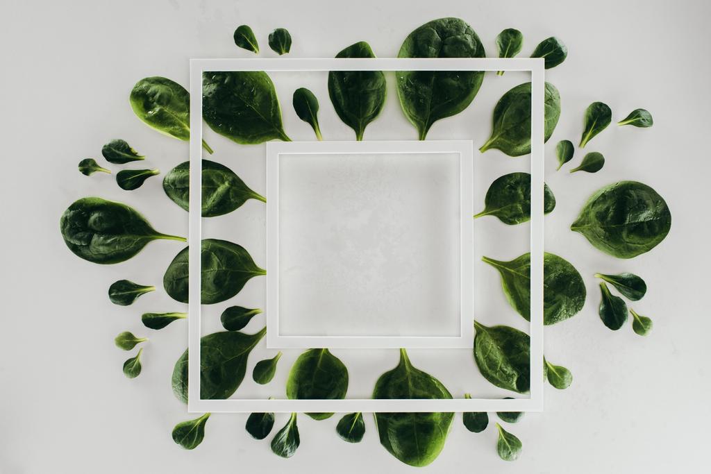 κάτοψη του φρέσκα πράσινα φύλλα και λευκά τετράγωνα πλαίσια σε γκρι - Φωτογραφία, εικόνα