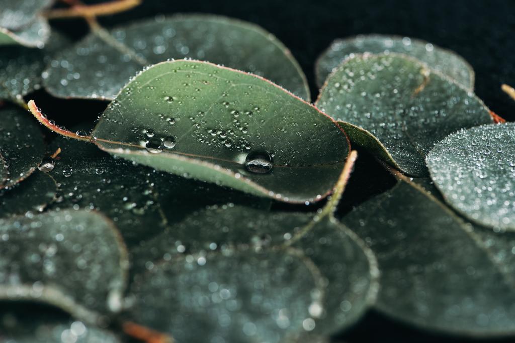 Selektywny fokus piękny zielony eukaliptusa z rosy krople  - Zdjęcie, obraz