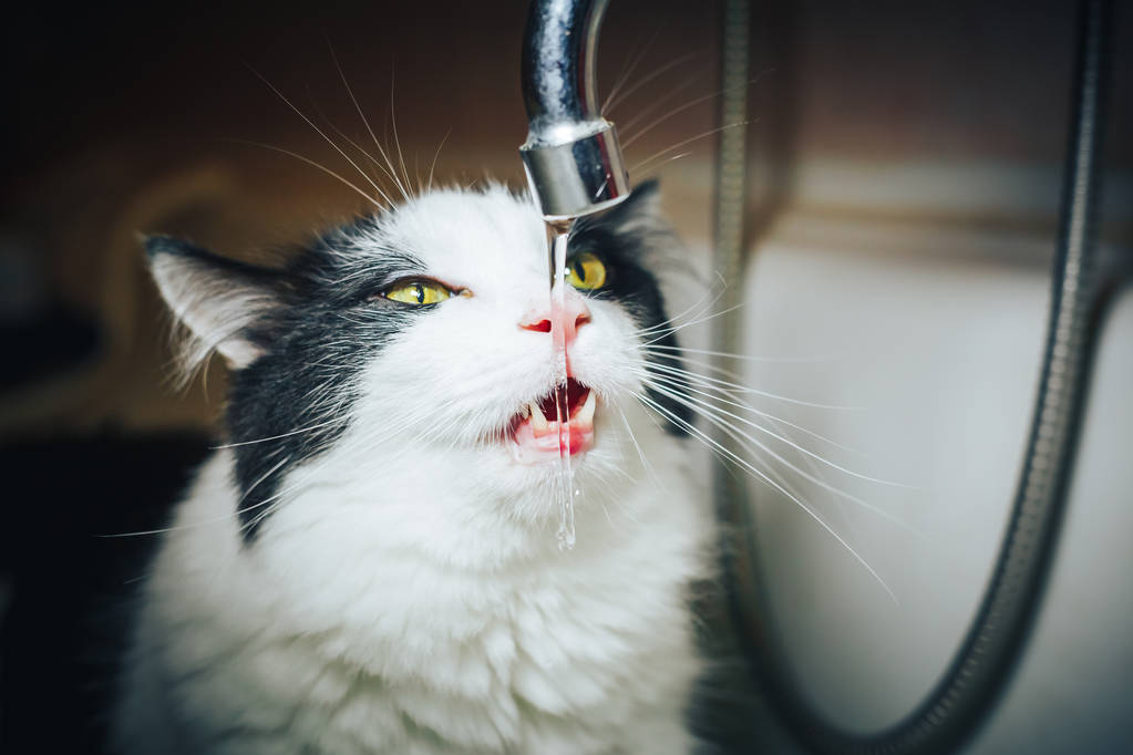 Αρκετά ασπρόμαυρη γάτα που βλέποντας το νερό από τη βρύση σε ένα λουτρό - Φωτογραφία, εικόνα