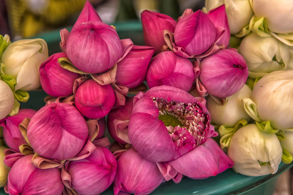 lotus à vendre près du temple, Cambodge
 - Photo, image