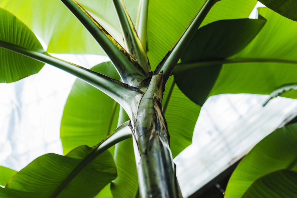 vista inferior de la hermosa planta tropical verde
 - Foto, imagen