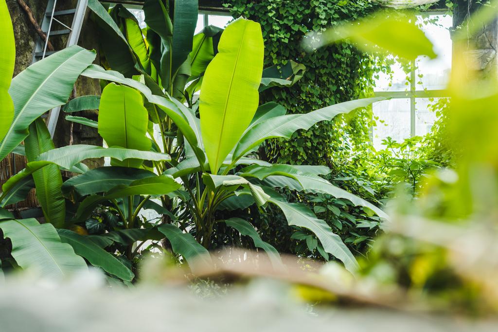 красивый тропический тропический лес теплица с различными растениями и окна на заднем плане
 - Фото, изображение