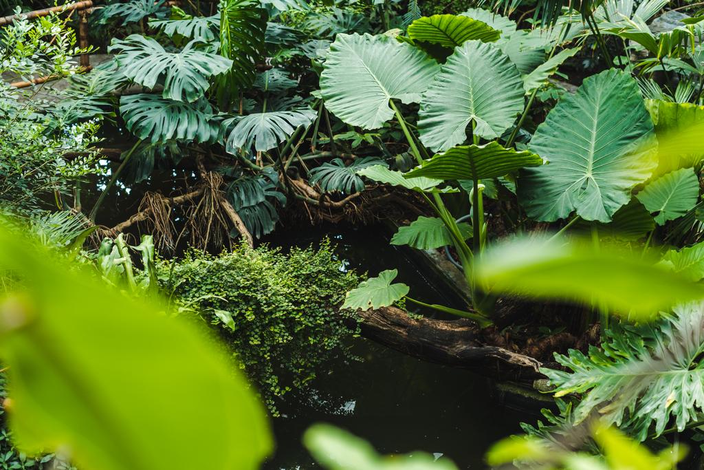 schilderachtige schot van prachtige tropisch regenwoud met diverse planten - Foto, afbeelding