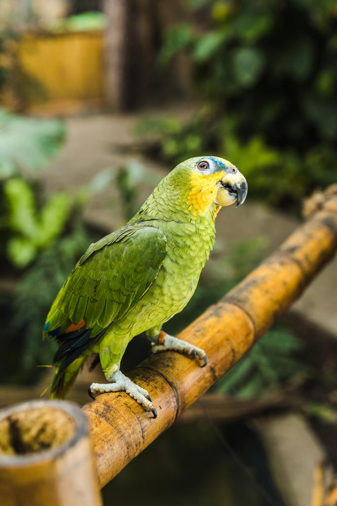 adorable perroquet vert afrotropical perché sur une clôture en bambou dans un parc tropical
 - Photo, image