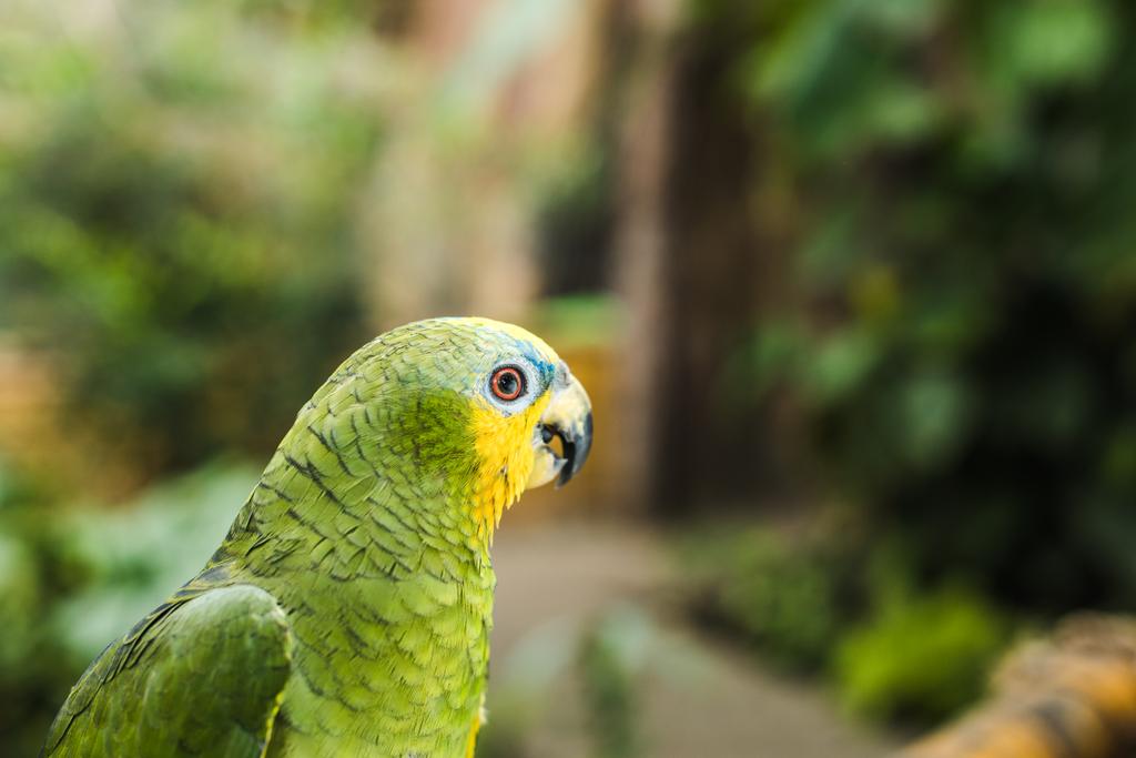 lähikuva kaunis vihreä afrotrooppinen papukaija
 - Valokuva, kuva