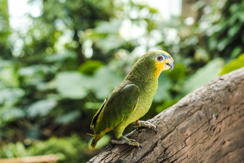 Piękna zielona afrotropikalna papuga siedząca na gałęzi w lesie deszczowym - Zdjęcie, obraz