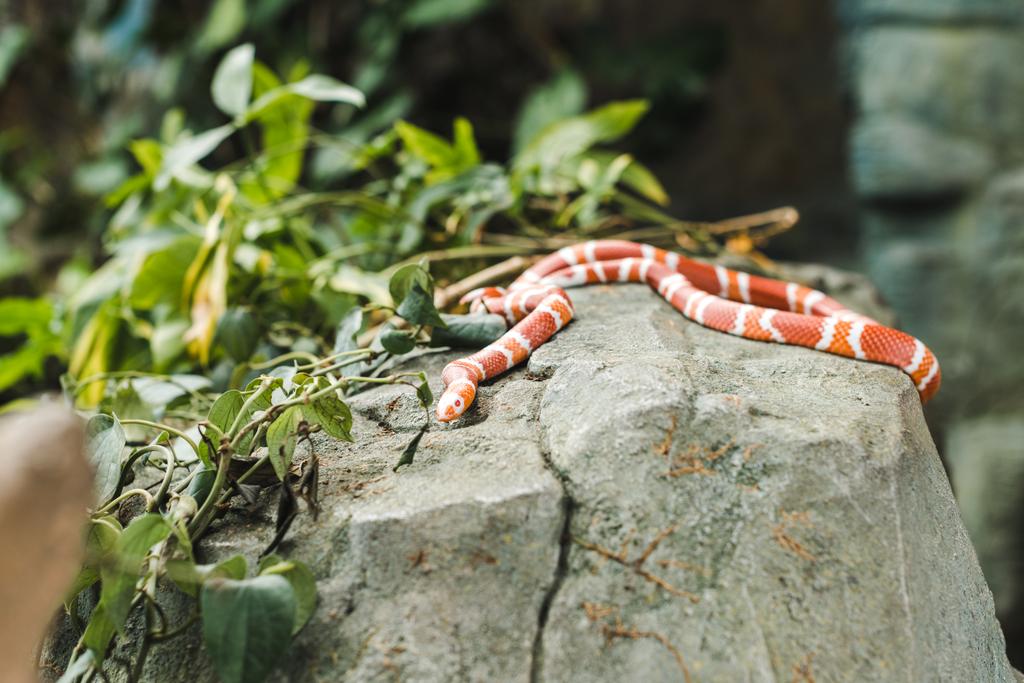 orange and white milk snake lying on rock in jungle - Photo, Image