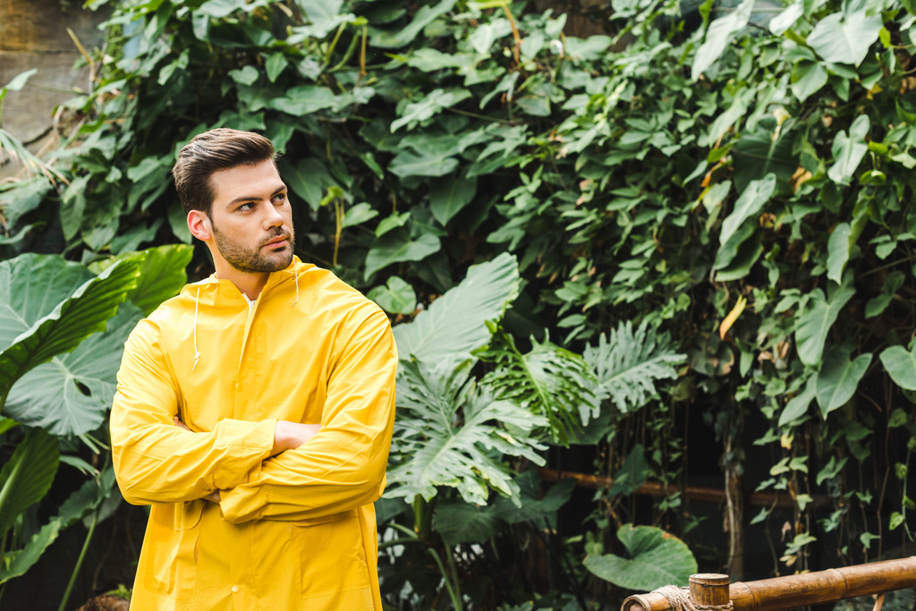 knappe jongeman in gele regenjas in de jungle op zoek naar bomen - Foto, afbeelding