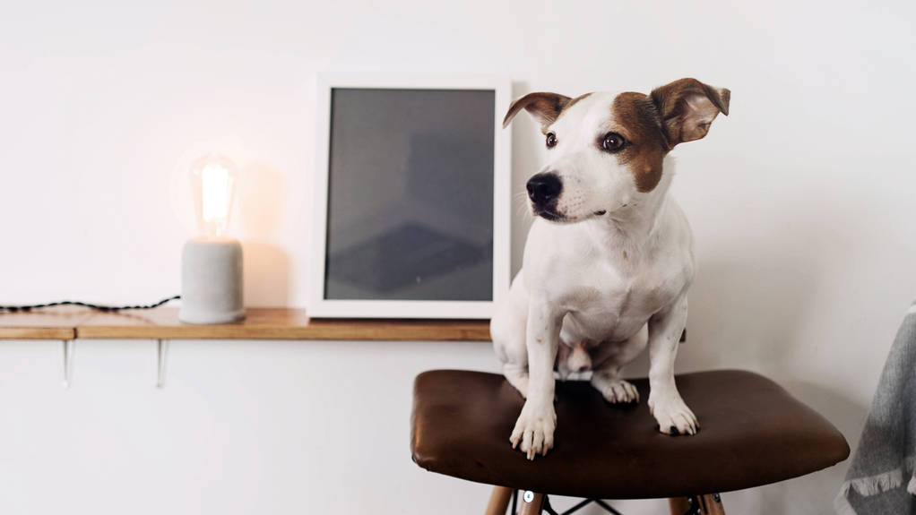 Pes sedí na panelu stolička s kožené křeslo v bílé se opřel o stěnu interiéru s prázdnou photo frame - Fotografie, Obrázek