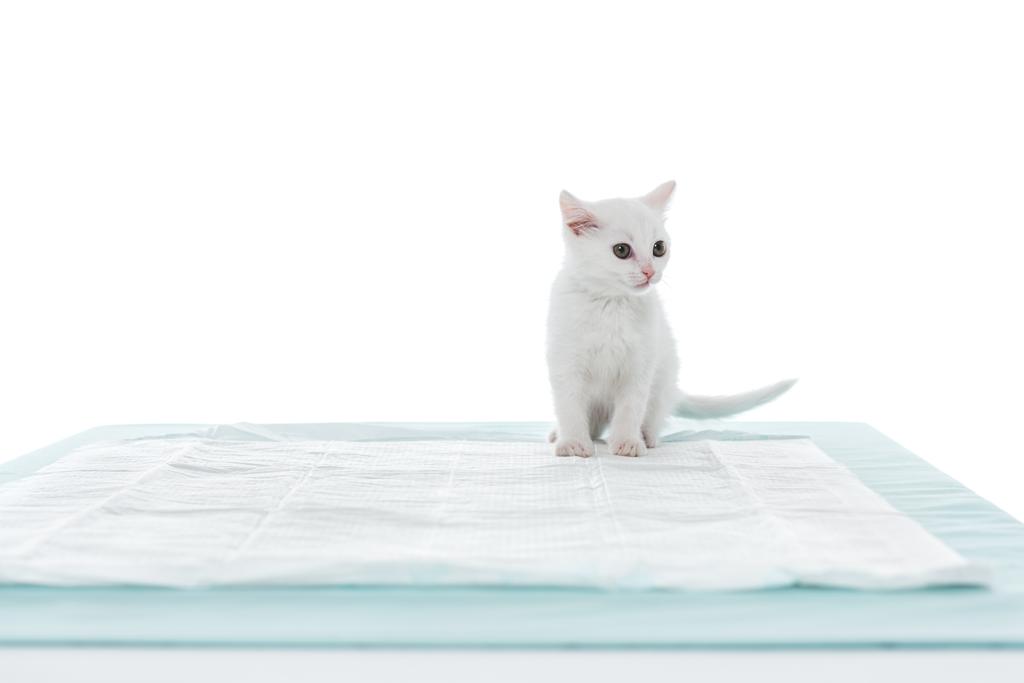 front view of kitten on table isolated on white background - Photo, Image
