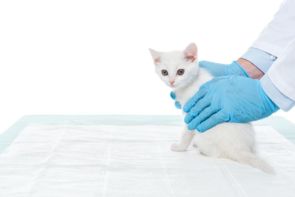 imagen recortada de veterinario en guantes que sostienen gatito aislado sobre fondo blanco
 - Foto, imagen