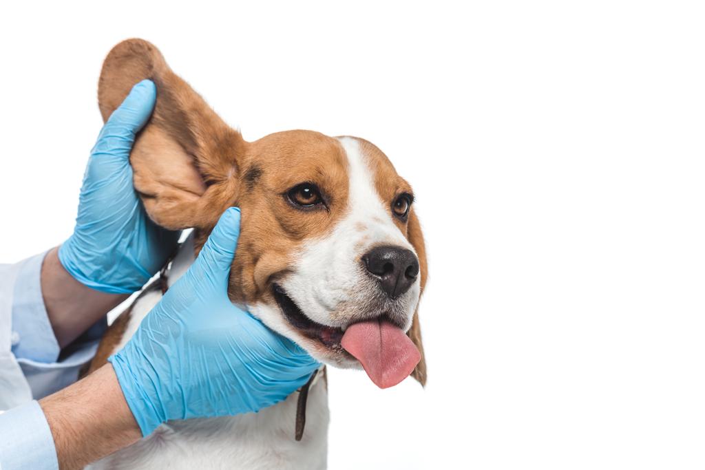 imagem cortada do veterinário examinando orelha beagle isolado no fundo branco
 - Foto, Imagem