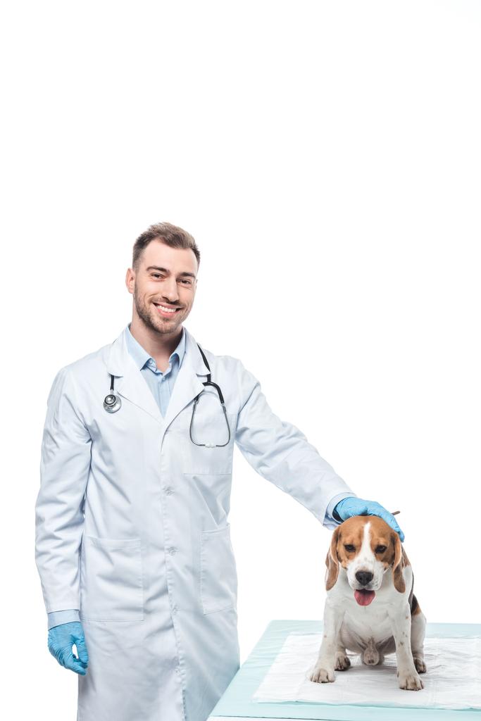 χαμογελώντας αρσενικό κτηνιάτρου με beagle σε πίνακα που απομονώνονται σε λευκό φόντο - Φωτογραφία, εικόνα