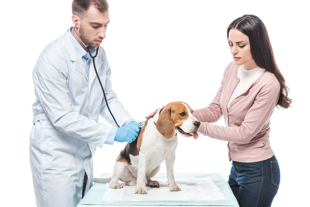 junge Frau mit Beagle und Tierarzt untersucht es mit Stethoskop isoliert auf weißem Hintergrund - Foto, Bild