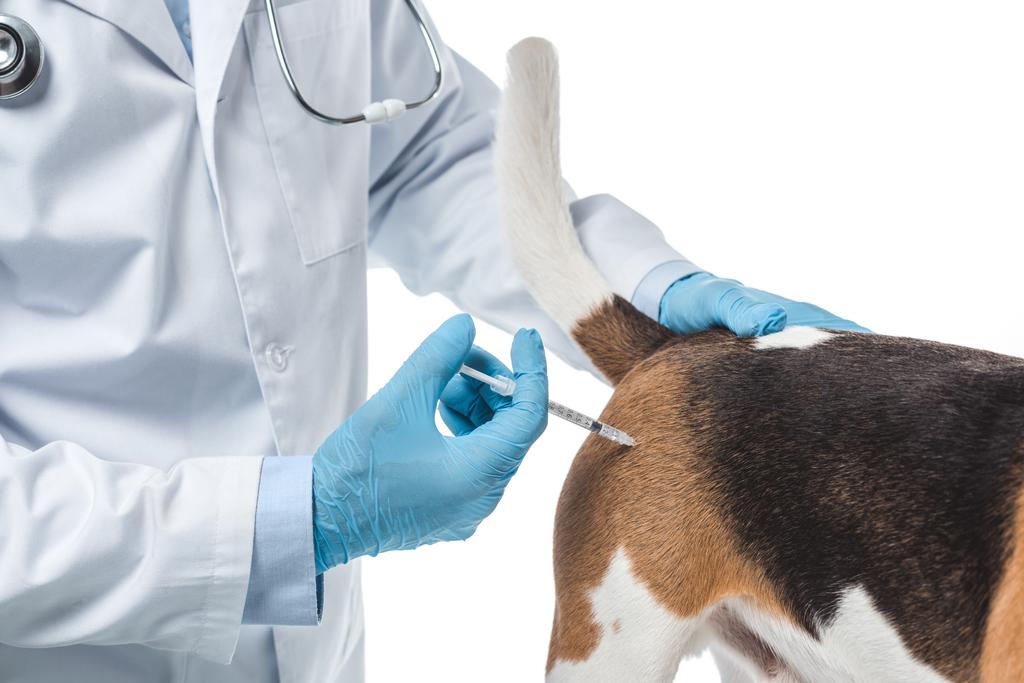imagem cortada de veterinário fazendo injeção por seringa para cão isolado no fundo branco
 - Foto, Imagem