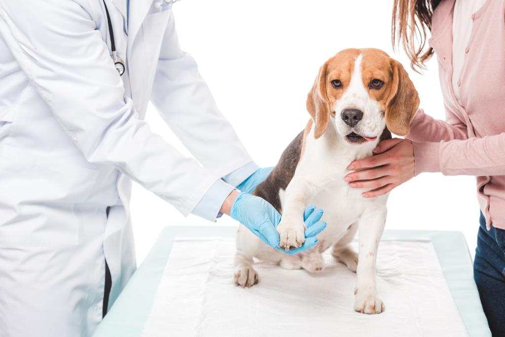 abgeschnittene Aufnahme einer Frau, die Beagle hält und Tierarzt untersucht Pfote isoliert auf weißem Hintergrund - Foto, Bild