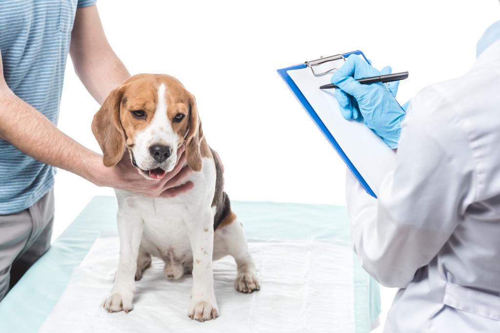 oříznutý obraz člověka drží beagle a veterinář psaní do schránky izolovaných na bílém pozadí  - Fotografie, Obrázek
