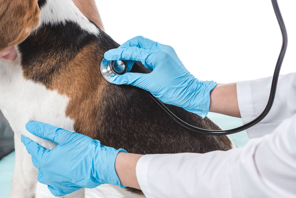 image recadrée du vétérinaire examinant le chien par stéthoscope isolé sur fond blanc
 - Photo, image