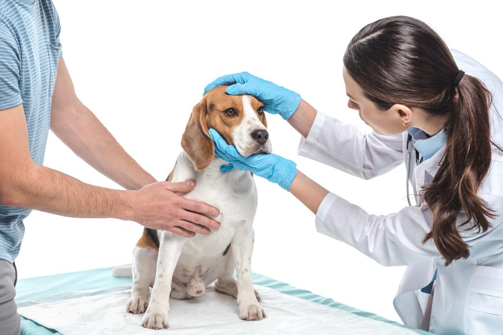 tiro recortado del hombre sosteniendo beagle mientras veterinario examinando itisolated sobre fondo blanco
 - Foto, Imagen